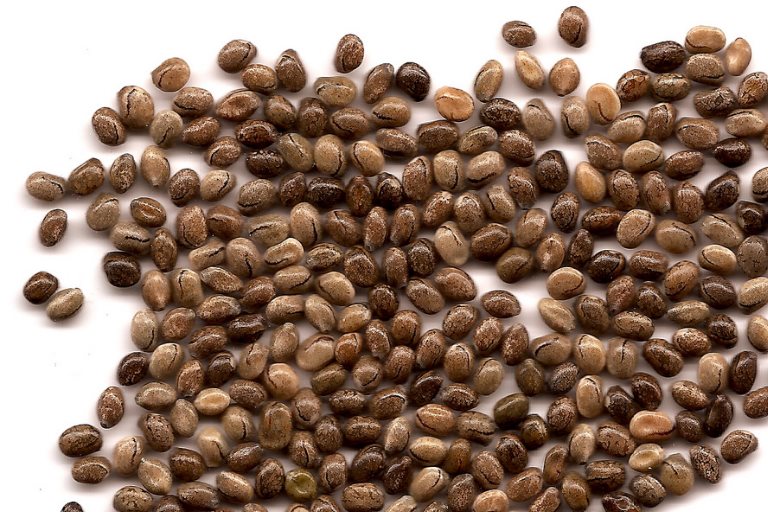 Benefits of Lupin Seeds Search Home Remedy