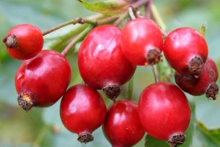 rosehip oil for wound healing