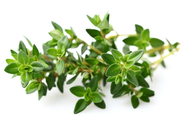 15 Health Benefits Of Thyme for Health, Skin, And Hair