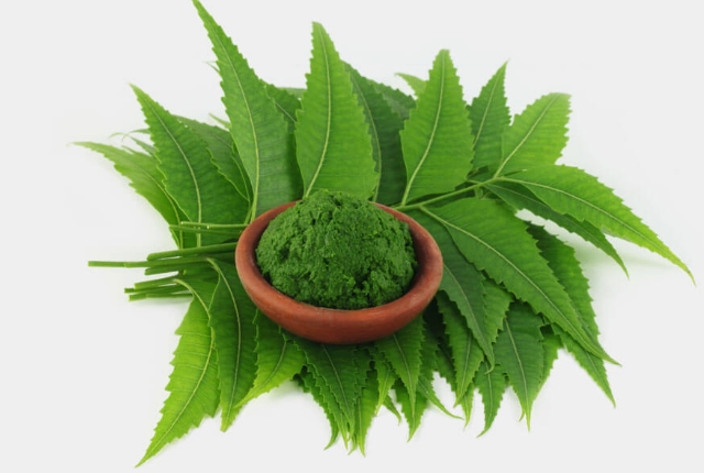 Azadirachta Indica Azadirachta Indica