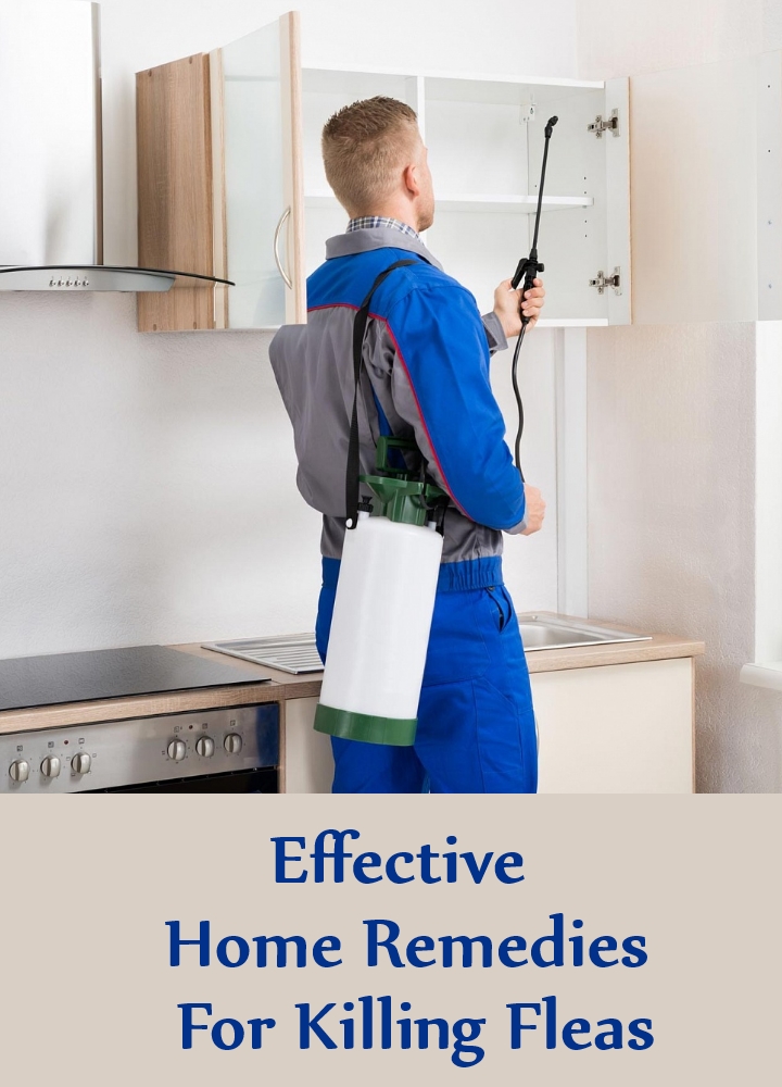 7 Effective Home Remedies For Killing Fleas Search Home Remedy