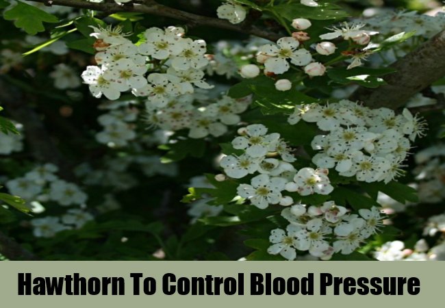 hawthorn-to-control-blood-pressure